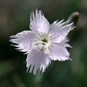 Dianthus anatolicus - Oeillet d'Anatolie