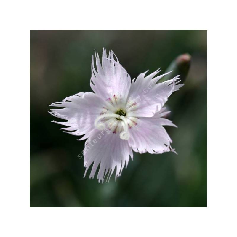 Dianthus anatolicus - Oeillet d'Anatolie