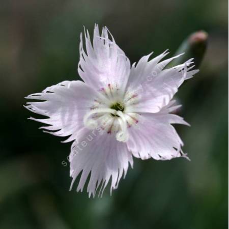 Dianthus anatolicus - Oeillet d'Anatolie