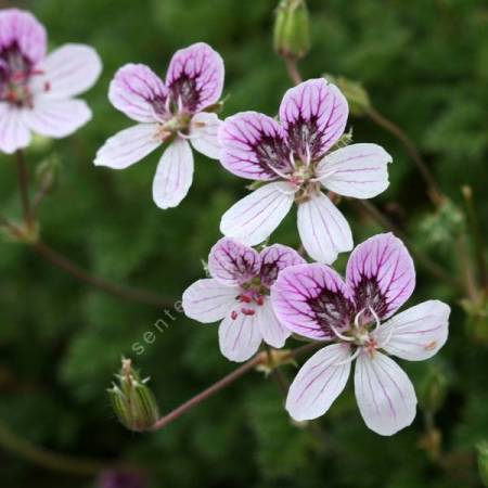 Erodium glandulosum - Bec de grue