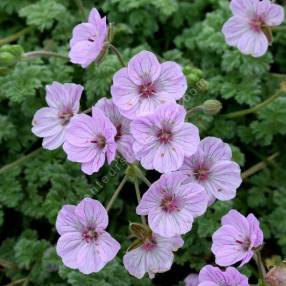 Erodium 'Sark' - Bec de grue