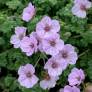 Erodium 'Sark' - Bec de grue