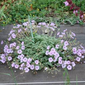 Erodium 'Sark' - Bec de grue