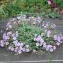 Erodium 'Sark' - Bec de grue