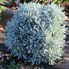 Helichrysum orientale - Immortelle d'orient