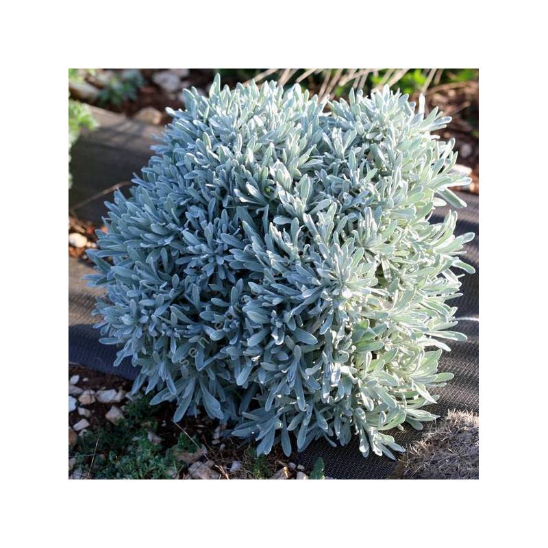 Helichrysum orientale - Immortelle d'orient