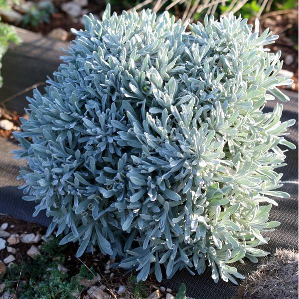 Helichrysum orientale - Immortelle d'orient