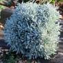 Helichrysum orientale - Immortelle d'orient