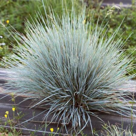 Helictotrichon sempervirens - Avoine Bleutée