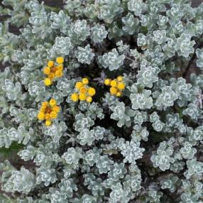 Helichrysum splendidum - Immortelle splendide