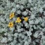 Helichrysum splendidum - Immortelle splendide