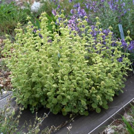 Marrubium bourgaei - Marrube