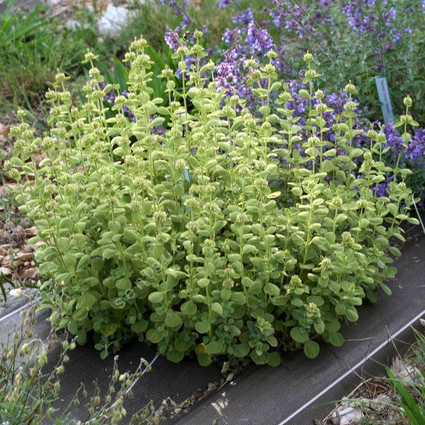 Marrubium bourgaei Marrube de Bourgeau au feuillage gris doré