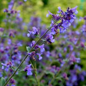 Nepeta 'Junior Walker' - Herbe à chat compacte