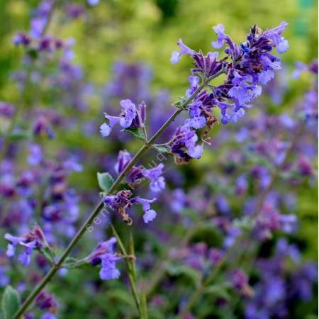 Nepeta 'Junior Walker' - Herbe à chat compacte