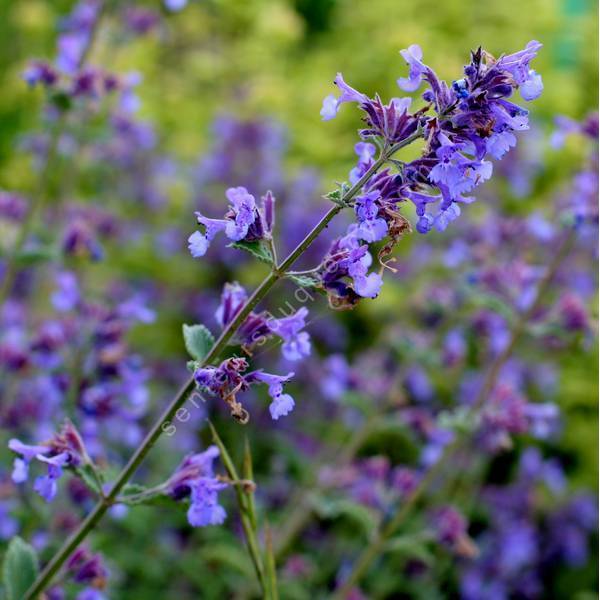 Nepeta x faassenii 'Junior Walker' - Herbe à chat vivace compacte