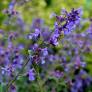 Nepeta 'Junior Walker' - Herbe à chat compacte