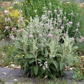 Phlomis 'Marina' - Sauge de Jérusalem rose