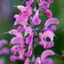 Salvia pratensis 'Rose Rapsody' - Sauge des prés rose