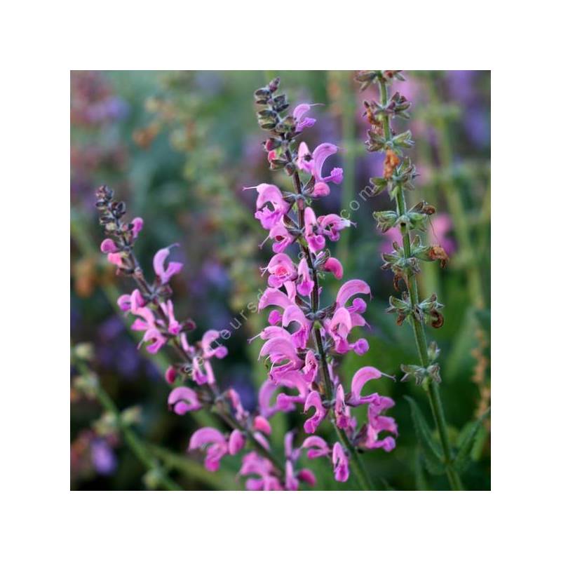 Salvia pratensis 'Rose Rapsody' - Sauge des prés rose