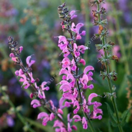 Salvia pratensis 'Rose Rapsody' - Sauge des prés rose