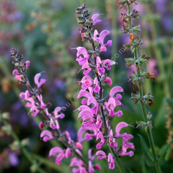 Salvia pratensis 'Rose Rapsody' - Sauge des prés rose