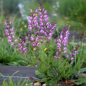 Salvia pratensis 'Rose Rapsody' - Sauge des prés rose