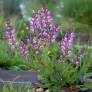 Salvia pratensis 'Rose Rapsody' - Sauge des prés rose