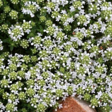 Thymus serpyllum 'Amadé' - Serpolet à odeur de citron