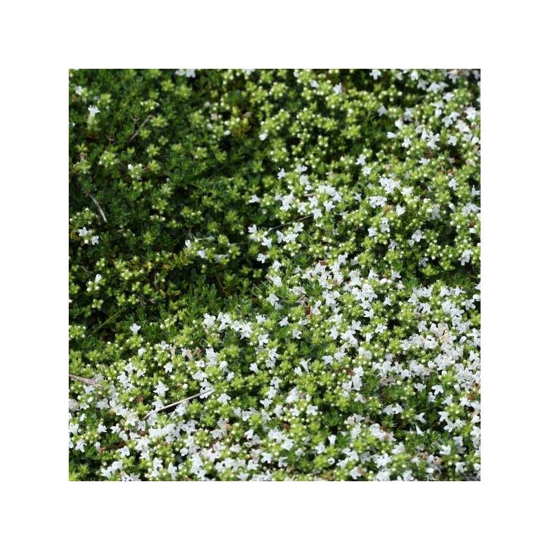Thymus serpyllum 'Wirral White' - Serpolet à floraison blanche