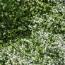 Thymus serpyllum 'Wirral White' - Serpolet à floraison blanche