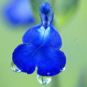Salvia 'Bleu Armor' - Sauge arbustive bleue