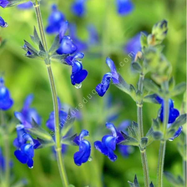 Salvia 'Bleu Armor' - Sauge arbustive bleue Salvia 'Bleu Armor' - Sauge arbustive bleue