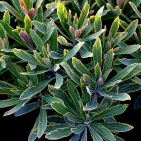 Euphorbia x martinii 'Ascot Rainbow' - Euphorbe