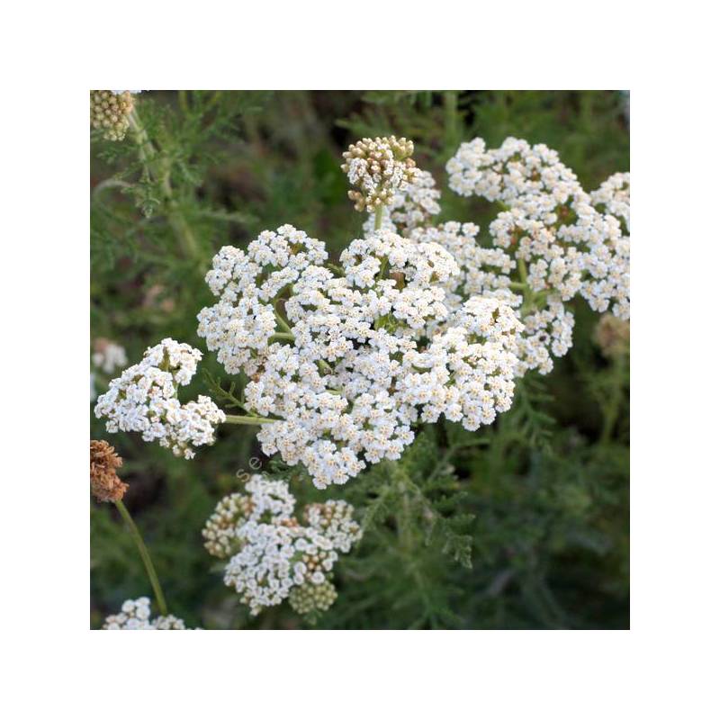 Achillea nobilis - Achillée noble