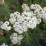 Achillea nobilis - Achillée noble