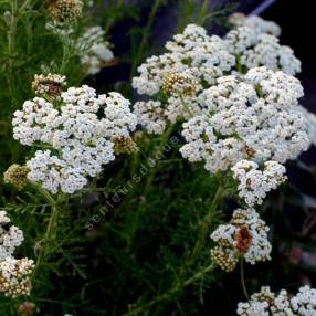 Achillea nobilis - Achillée noble