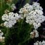 Achillea nobilis - Achillée noble