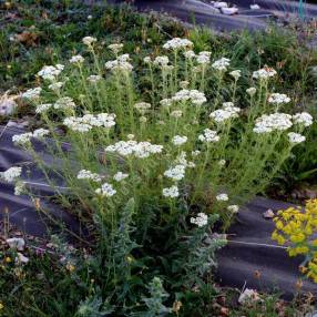 Achillea nobilis - Achillée noble