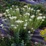 Achillea nobilis - Achillée noble