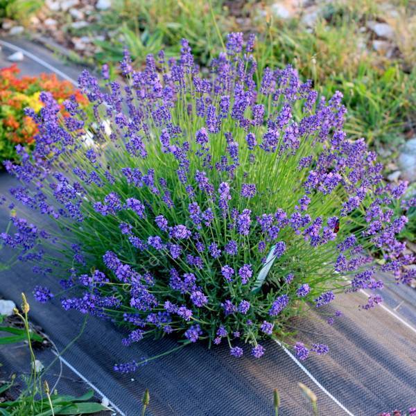 Lavandula angustifolia 'Blue Chip' ® - Vraie Lavande Lavandula angustifolia 'Blue Chip' ® - Vraie Lavande