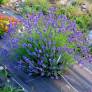 Lavandula angustifolia 'Bateau Bleu' - Vraie Lavande