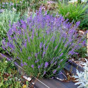 Lavandula angustifolia 'Nana Atropupurea' - Vraie Lavande