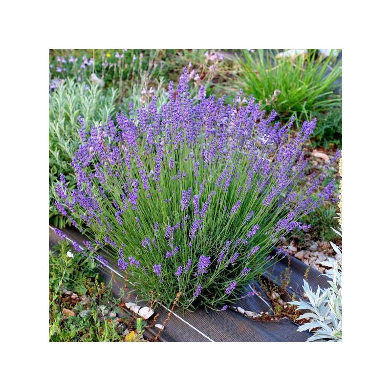 Lavandula angustifolia 'Nana Atropupurea' - Vraie Lavande