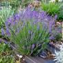 Lavandula angustifolia 'Nana Atropupurea' - Vraie Lavande