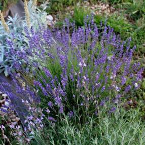 Lavandula angustifolia 'Nana Atropupurea' - Vraie Lavande