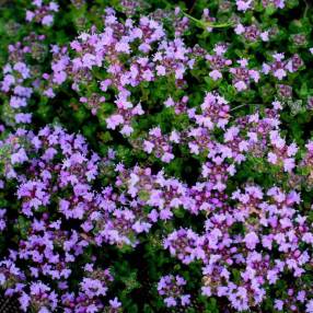 Thymus hirsutus - Thym couvre-sol