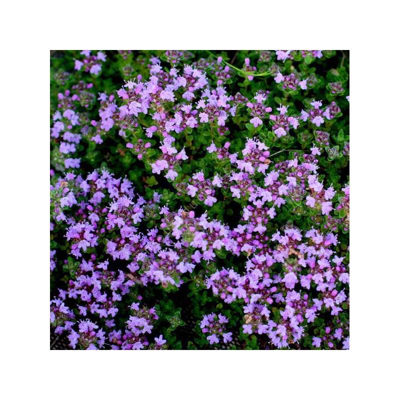 Thymus hirsutus - Thym couvre-sol