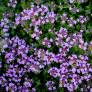 Thymus hirsutus - Thym couvre-sol