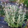 Phlomis 'Marina' - Sauge de Jérusalem rose